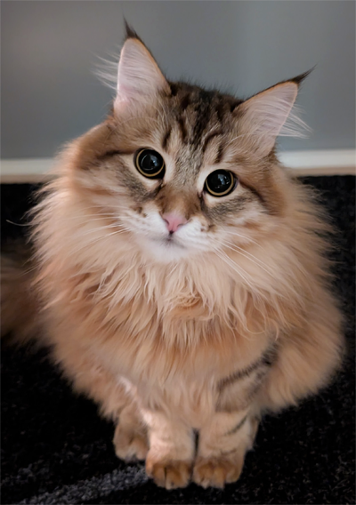 Tofu the Siberian cat